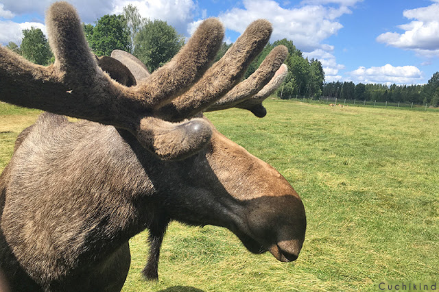 Schweden sind blond und hübsch