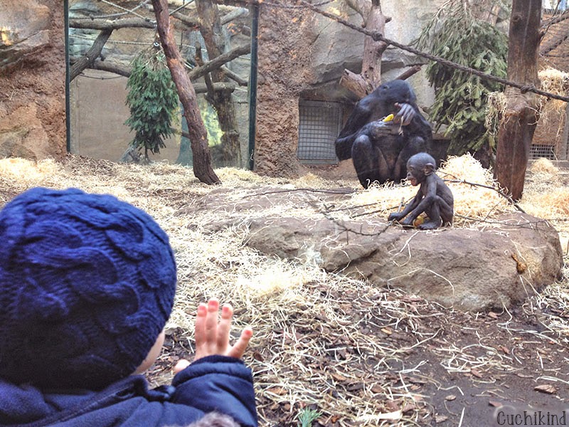 Top 10 Frankfurt mit Kindern Frankfurter Zoo