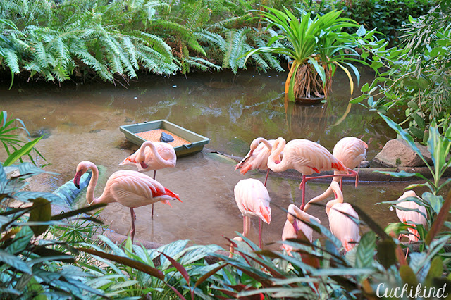 Flamingos im Tropical Islands