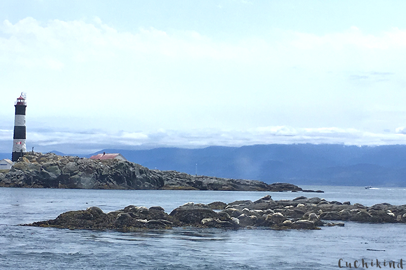 Seelöwen vancouver island