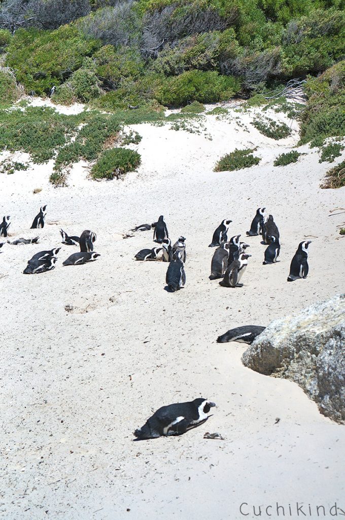 Pinguine_Südafrika