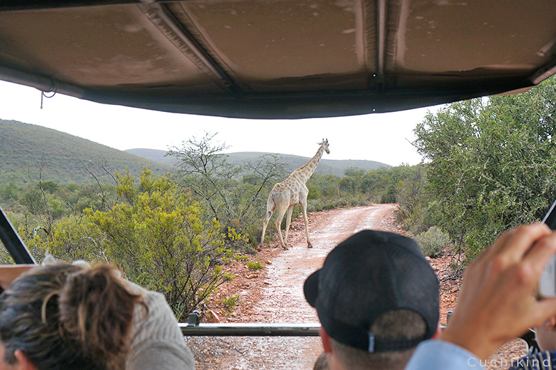 safari_gardenroute