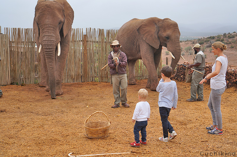 elefanten_füttern_Südafrika