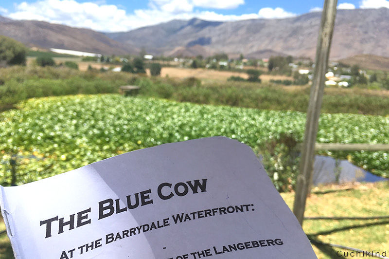 blue_cow_Südafrika
